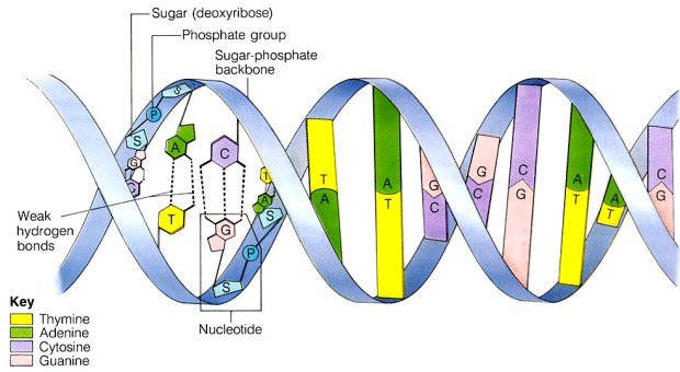 "dna-structure